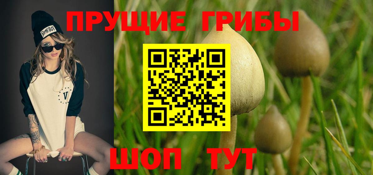 Галлюциногенные грибы Psilocybe Воронеж
